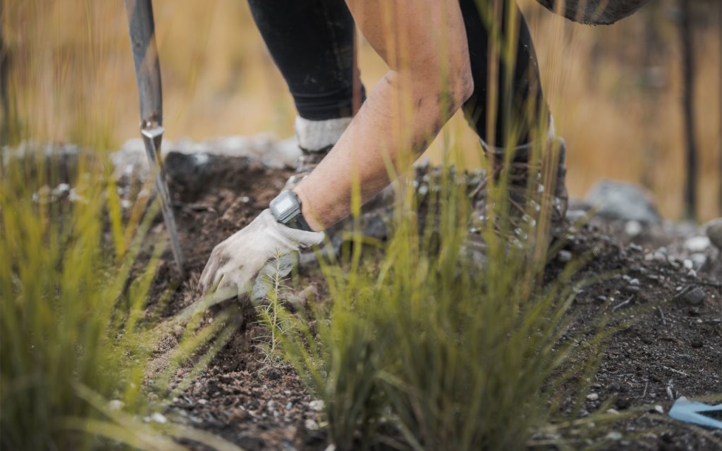Person planting a tree in BC for PrintReleaf Tree-Neutral Sustainable Printing